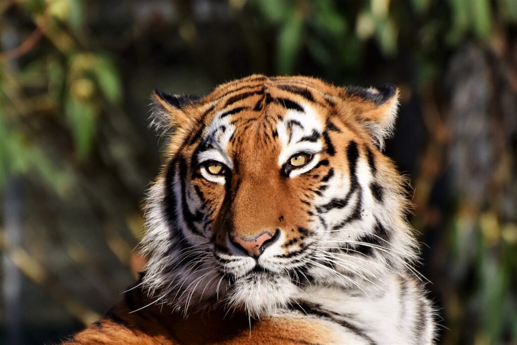 Tiger Spirit Animal